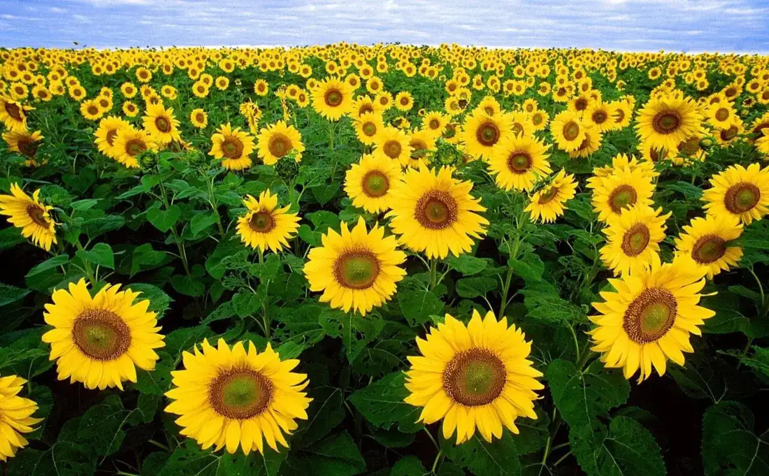 A field of sunflowers