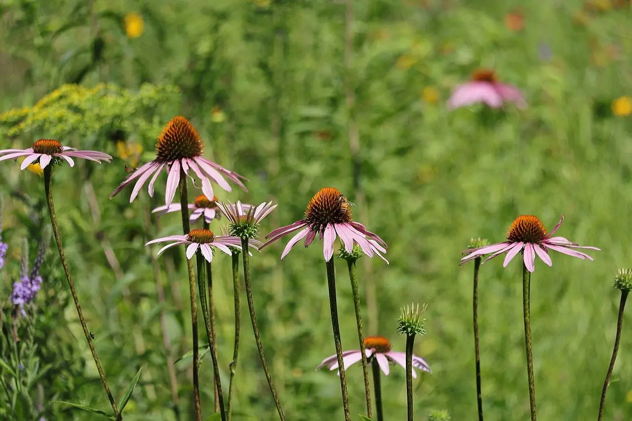 Purple coneflowers in a summer meadow
